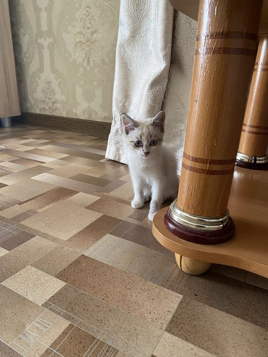 Котята мальчики ищут дом