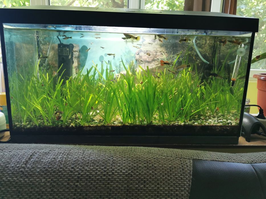 Agvariu 60 L cu pești, plante naturale cu toate accesorile Timisoara ...