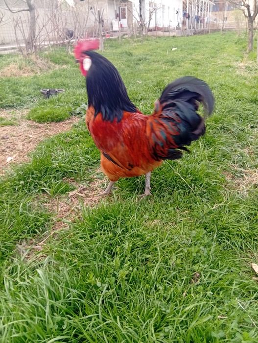 Vorvek tovuqlari nemis zoti