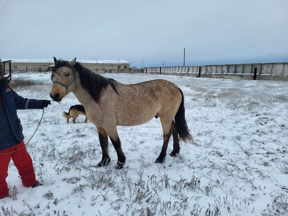Айгыр сатылады/ Продаётся Жеребец