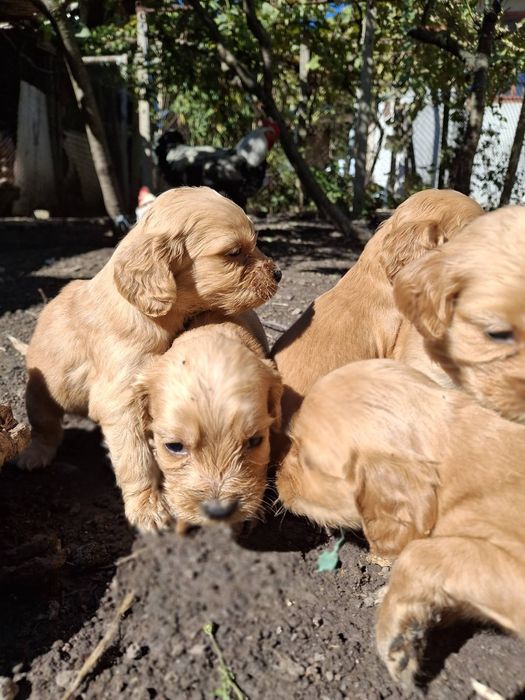 Малки кученца Кокер Шпаньол