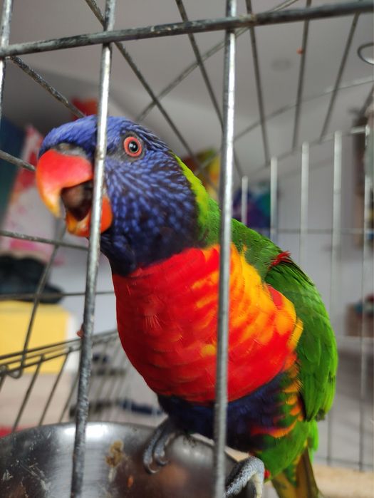 Папагал Лори + клетка + храна
