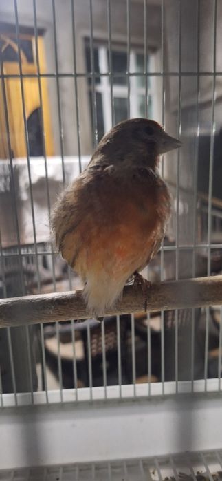 Repeldan Chiqan gibrit sotiladi