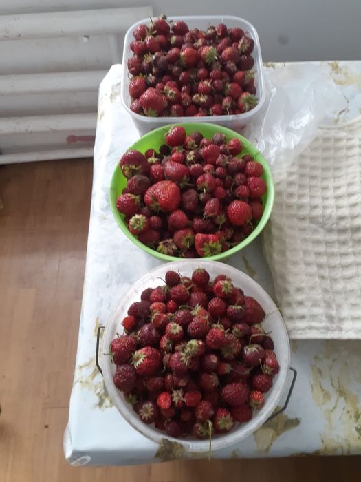 Клубника 1200 с дачи