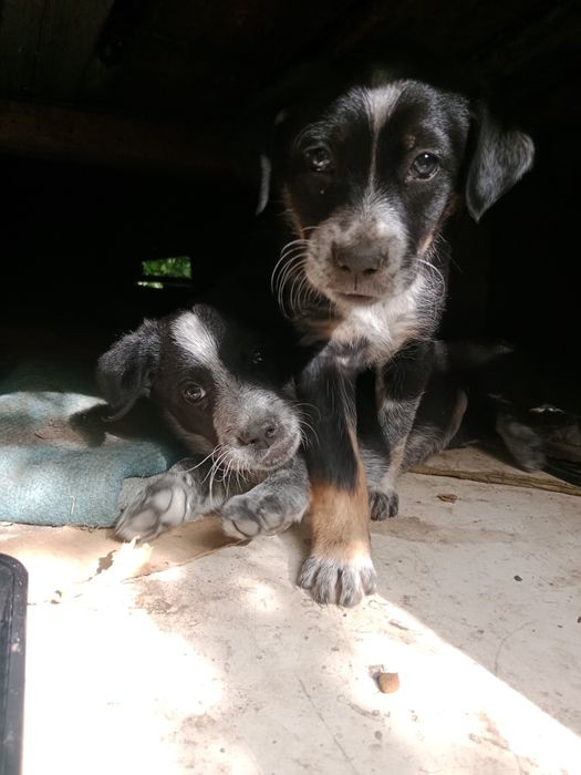 Собачки в поисках дома