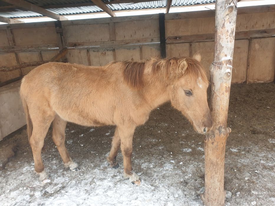 Буаз байталдар сатылады