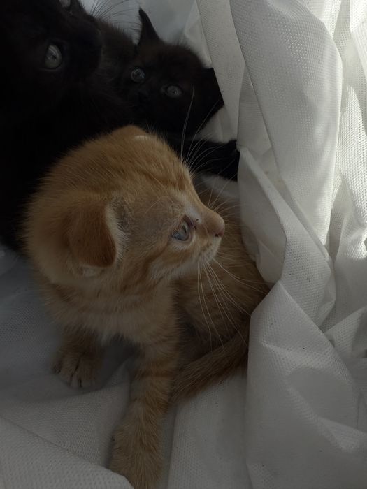 Отдадим котят в добрые руки !!!