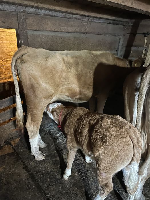 Vacii cu vitei da vanzare