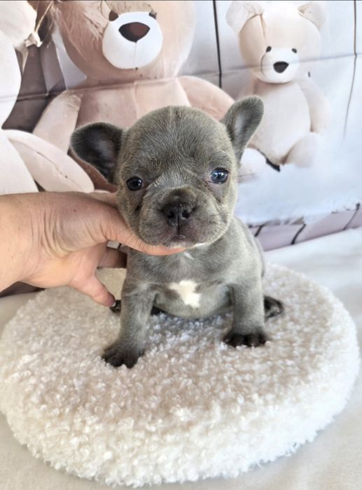 Френски булдог еритна кръвна линия