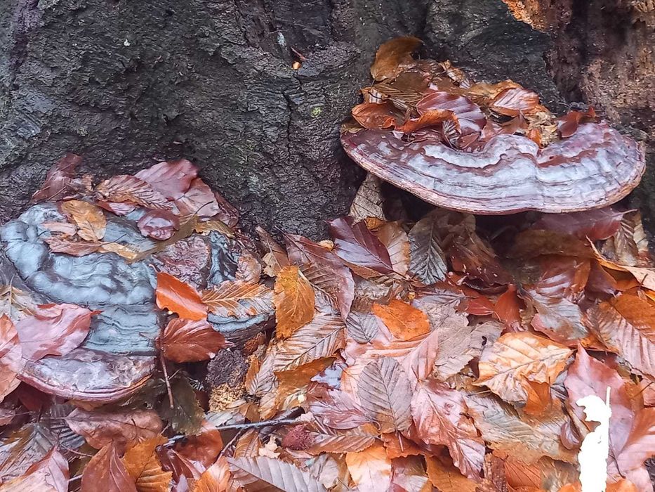 Ciuperci medicinala ganoderma aplanatum