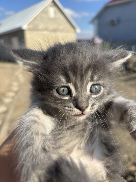 продам котят 1 месяц 2 недели