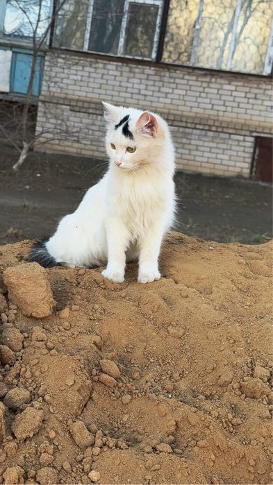 Отдаются в добрые руки две кошки