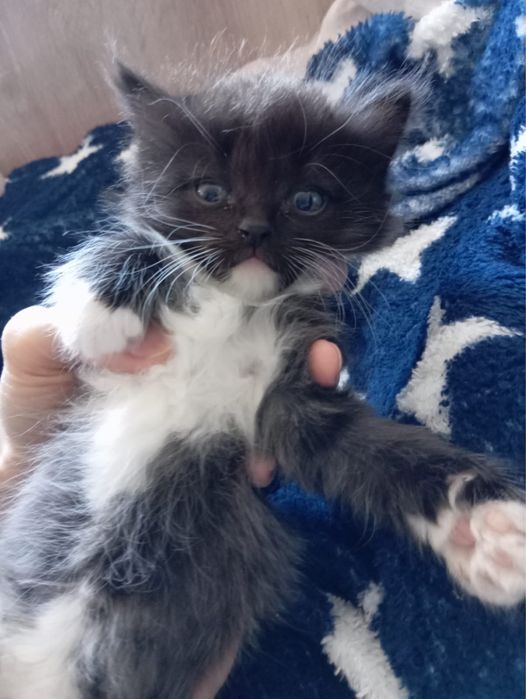 Отдам котят в добрые руки