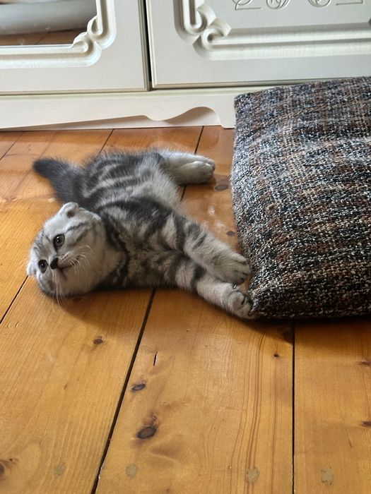 Шотландские котята