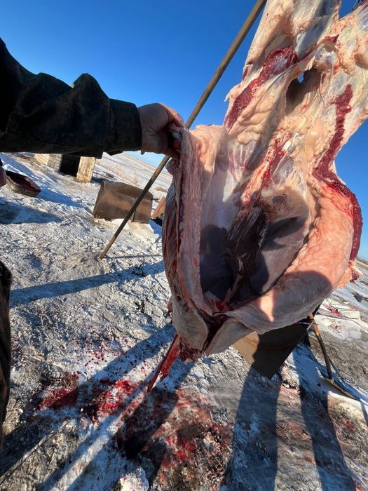 Тай жылғы кунан  лошади