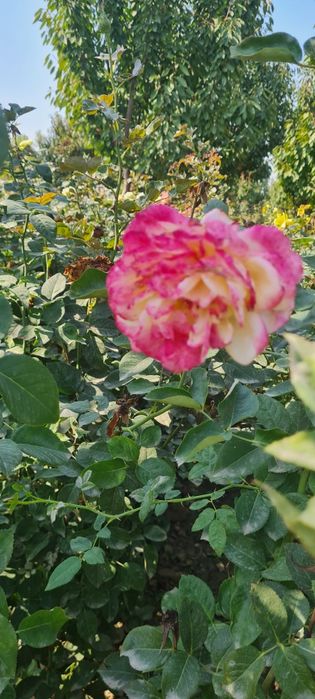 Атиргул кучатлари сотилади