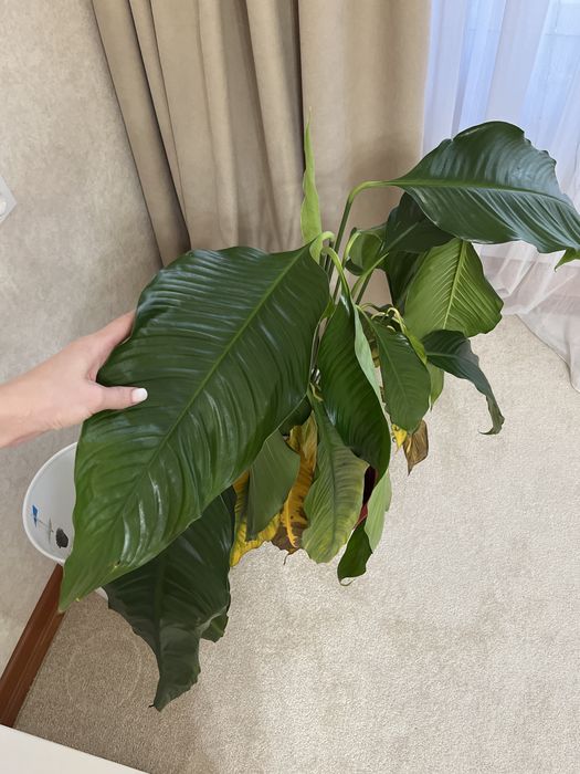 Спатифиллум Себастьян