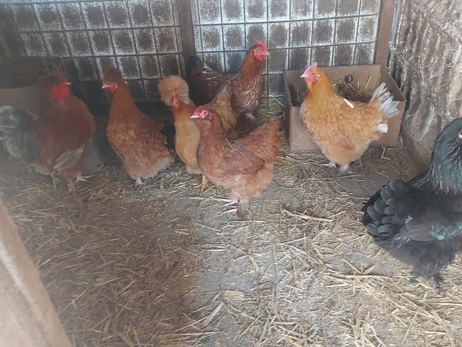 Vând găini și cocos moțat