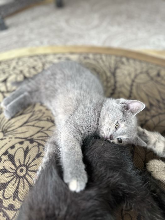 Британские котята,