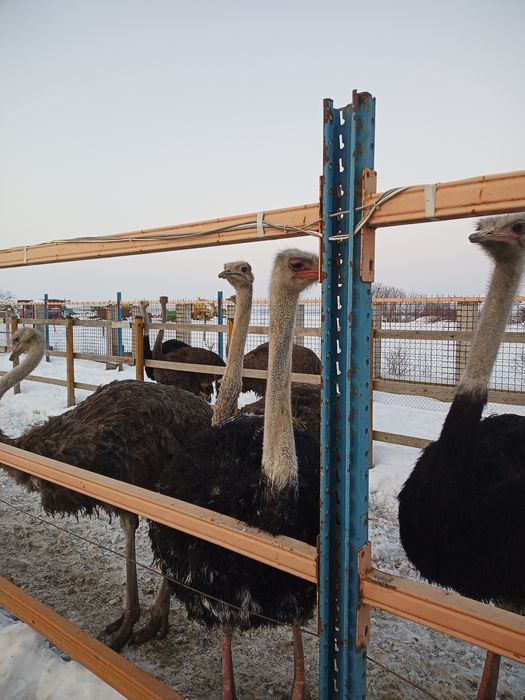 Vand struti Africani