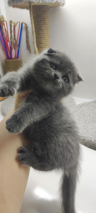 коТики шотландские висЛоуХиЙ и ПряМоуХий