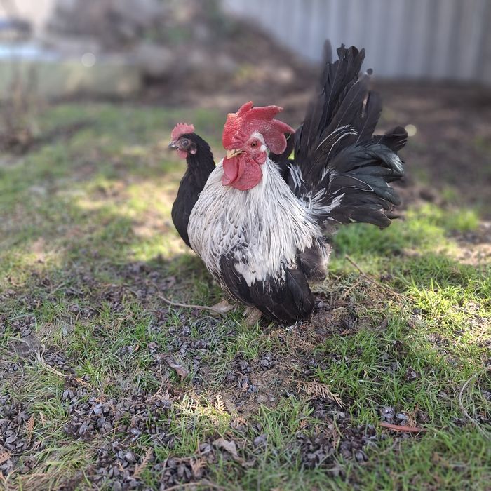 Курочки породы шабо