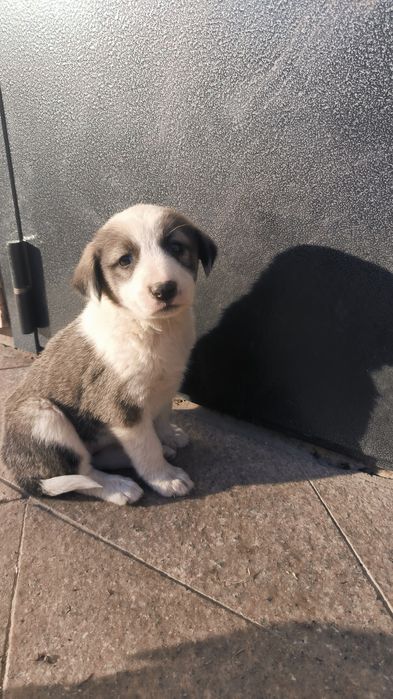 Собаки совершенно бесплатно