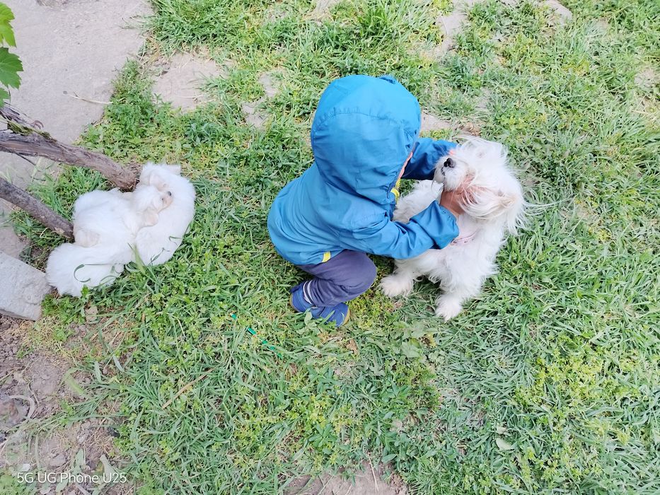 Малтийска болонка - малки пухени сладурчета