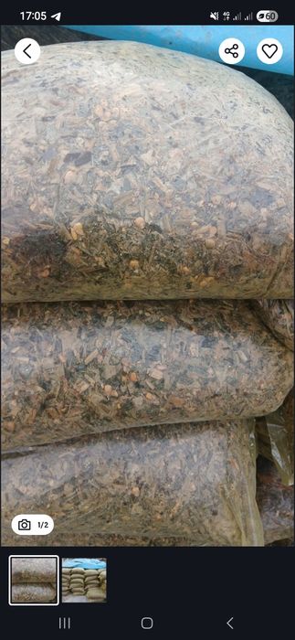 Makka senachi sotiladi