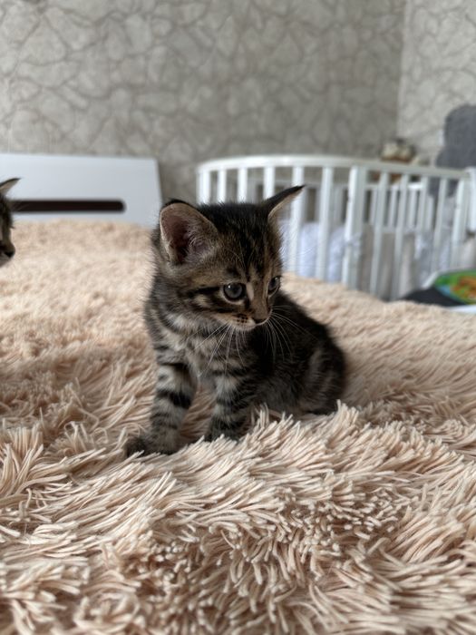 Отдам котят в добрые руки