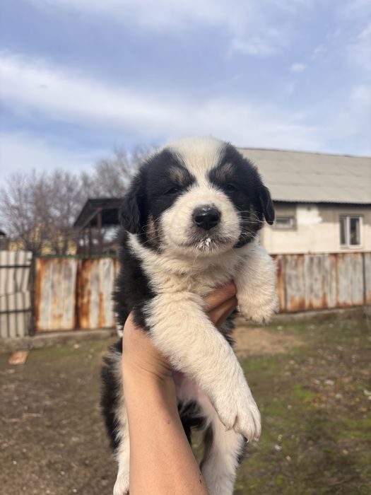 Отдам даром щенят