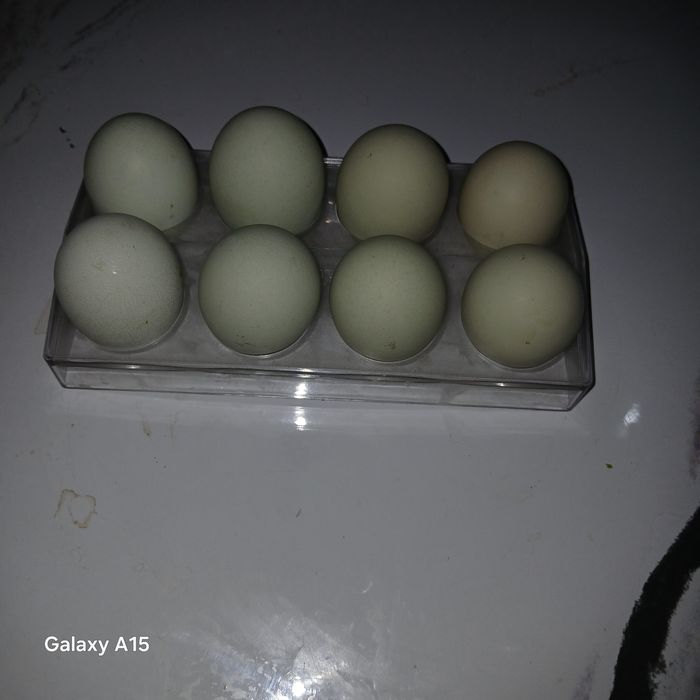 Ухейилюй товук тухимлари сотилади