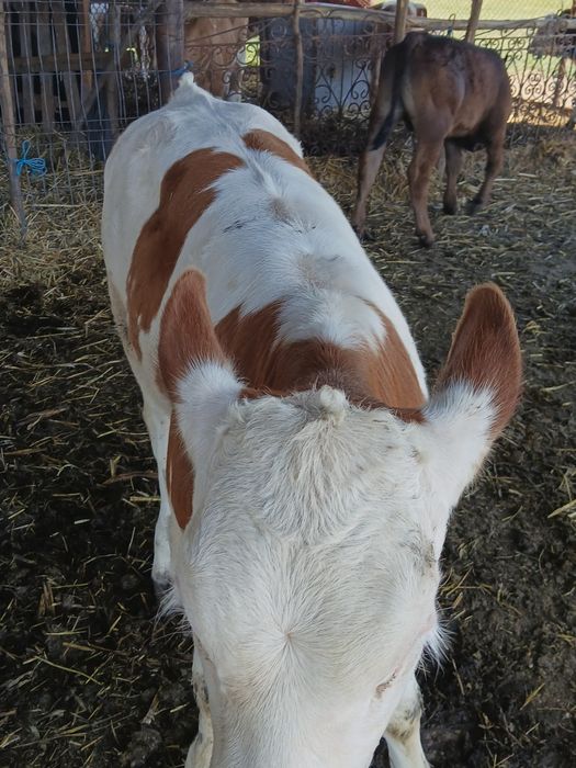 Vând 9 viței.  .