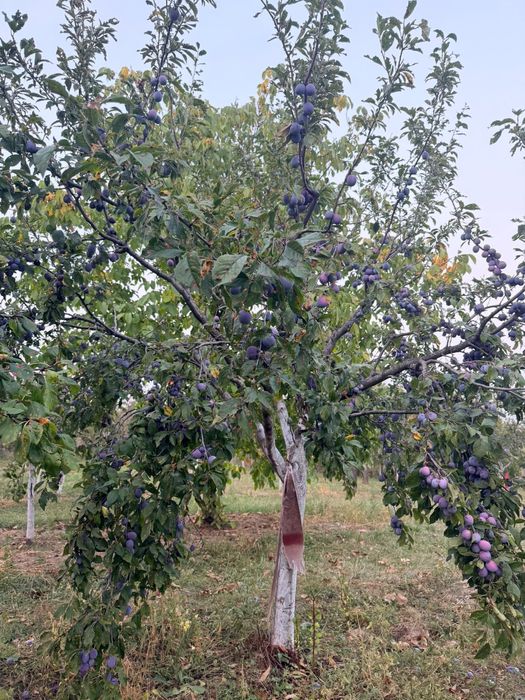 Prune de vanzare