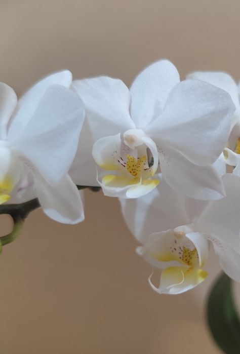 Продам белую орхидею