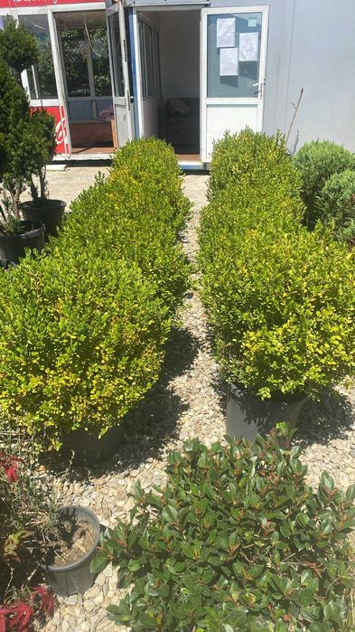 Buxus,leylandii,maslin