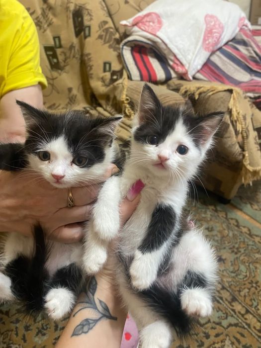 Отдам котят в добрые руки