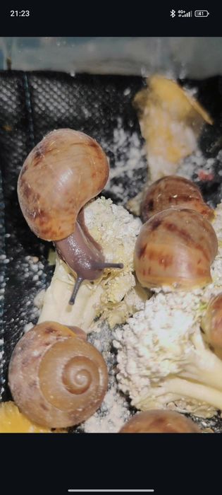 Архахатина маргината овум