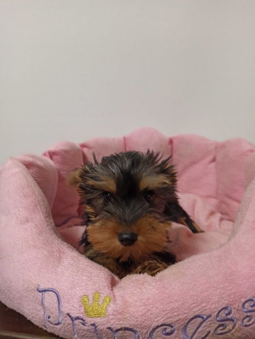 Fetita yorkshire Terrier