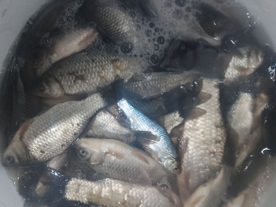 Малек живец Караси