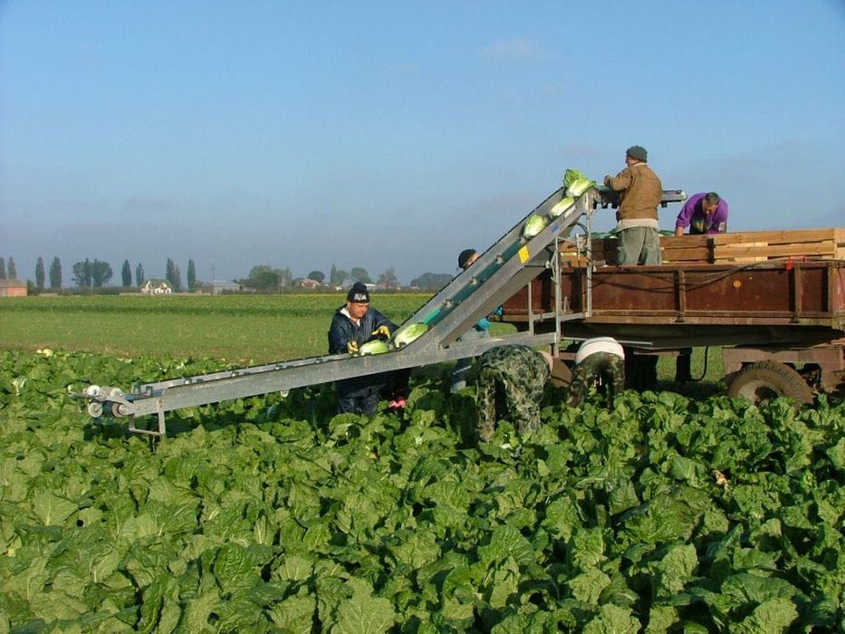 Транспортер за товарене на зеленчуци