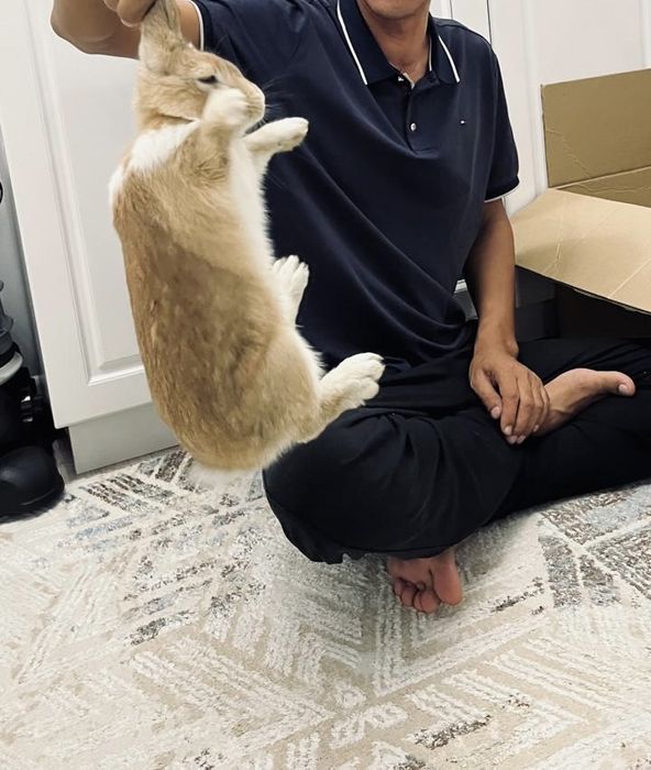 кролик на продажу