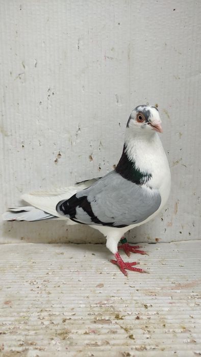 Porumbei galateni jucatori