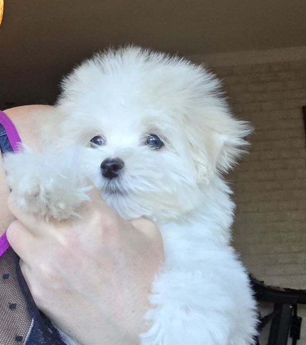 Щенки мальтезе продам