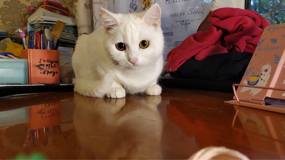 Котенок-мальчик , 9 месяцев