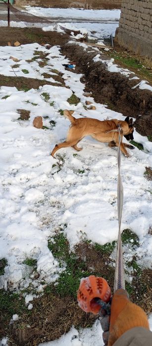 Malinua sotiladi urgʻochi