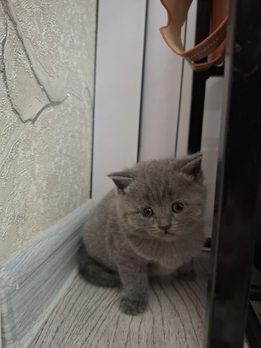Британские котята