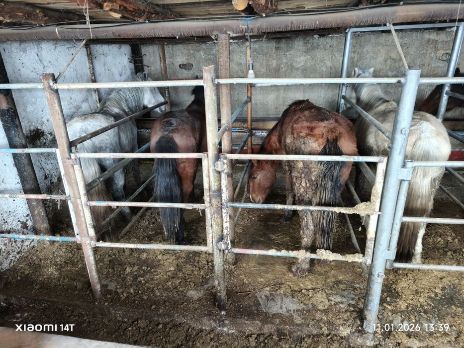 Продам лошадь согым семиз кунан донен