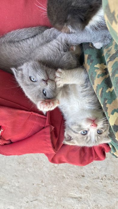 Котята 2месяца вислоухие