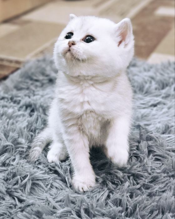 Бронь Котята Шиншиллы